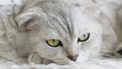 乐鱼体育(中国)官方网站-国际热身赛中国青年队逆袭 球迷支持新人涌现，国家队热身赛进球算不算正式进球